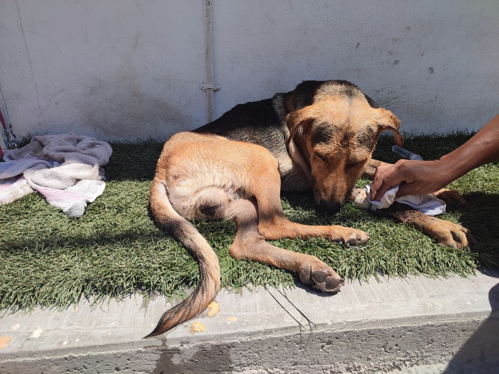 Stich: El perrito al que mataron en una panadería de Guerrero por robarse un pan 