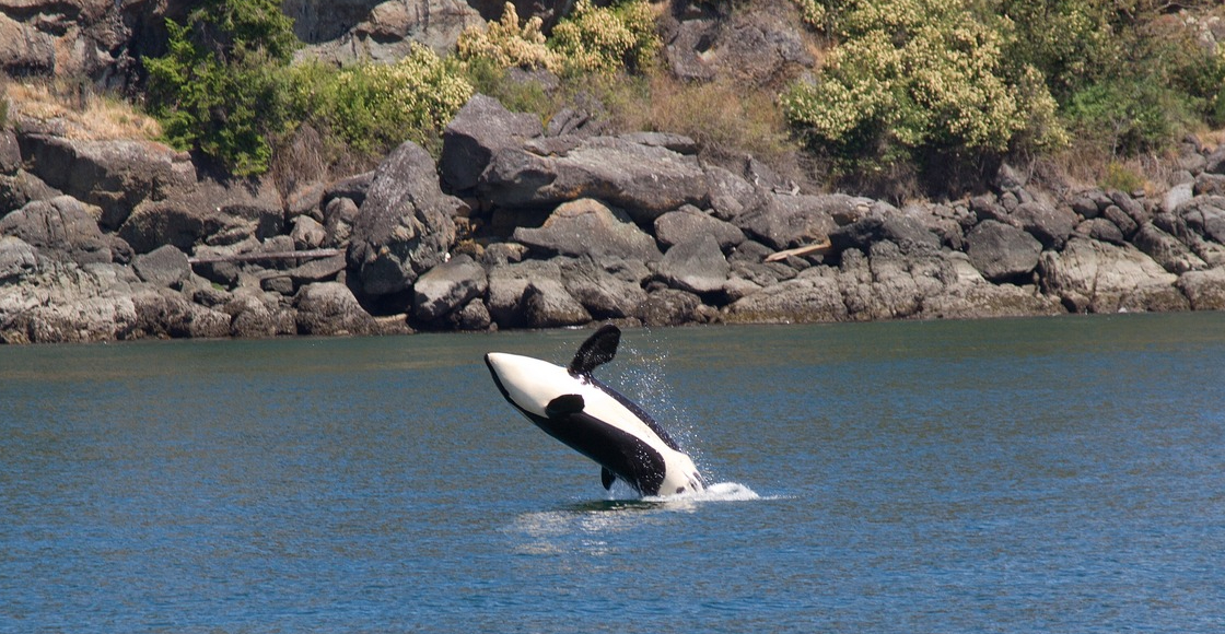 orcas-barcos-ataques