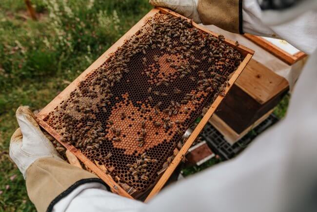 El proyecto de sembrar miles de girasoles para salvar a las abejas