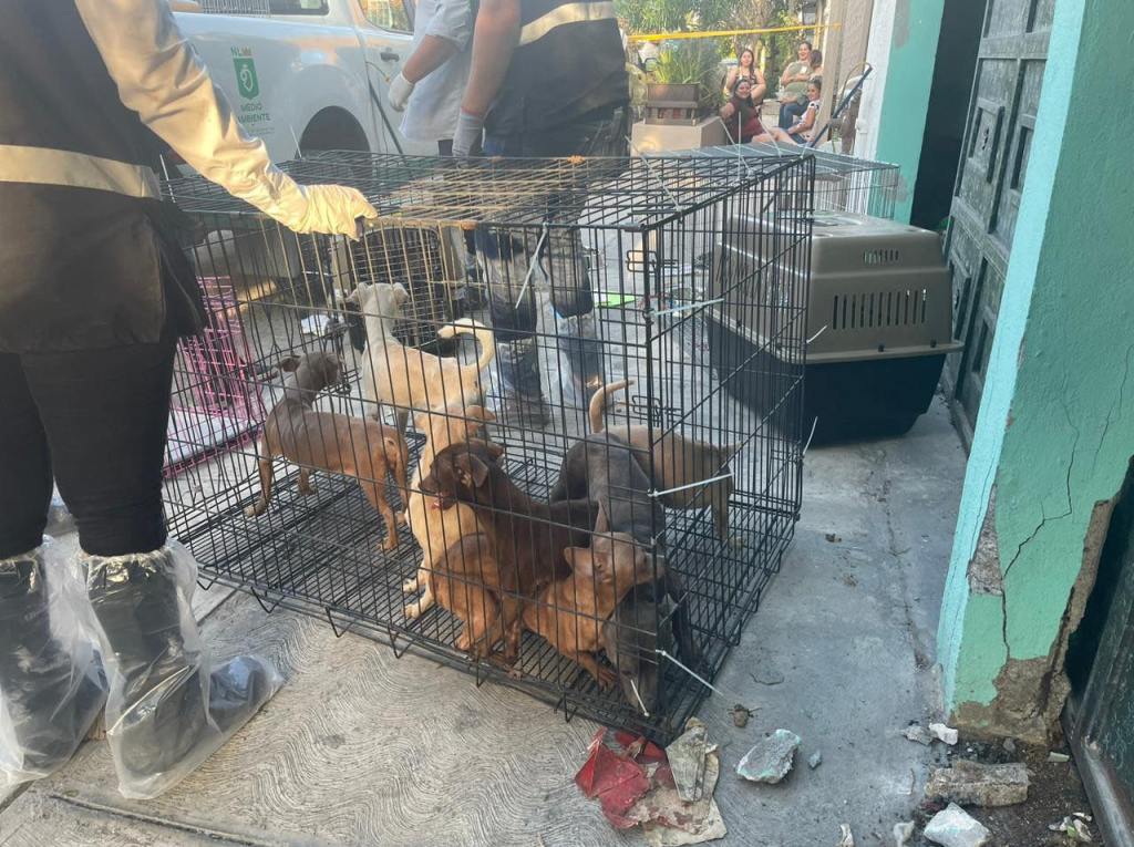 Rescatan a 17 perritos maltratados de una casa en Nuevo León