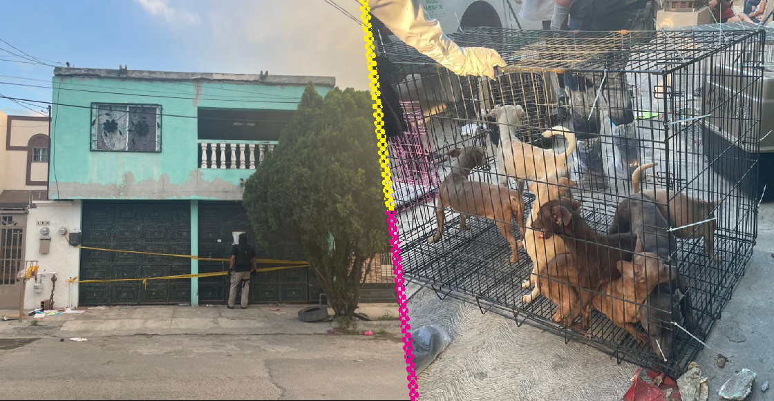 Rescatan a 17 perritos maltratados de una casa en Nuevo León