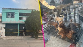 Rescatan a 17 perritos maltratados de una casa en Nuevo León