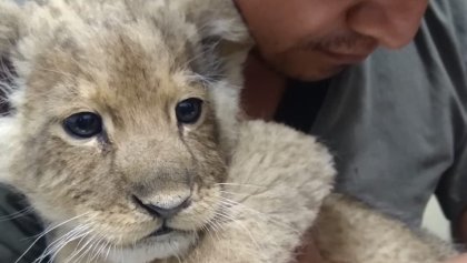 Rescataron a una cachorra de león en CDMX.