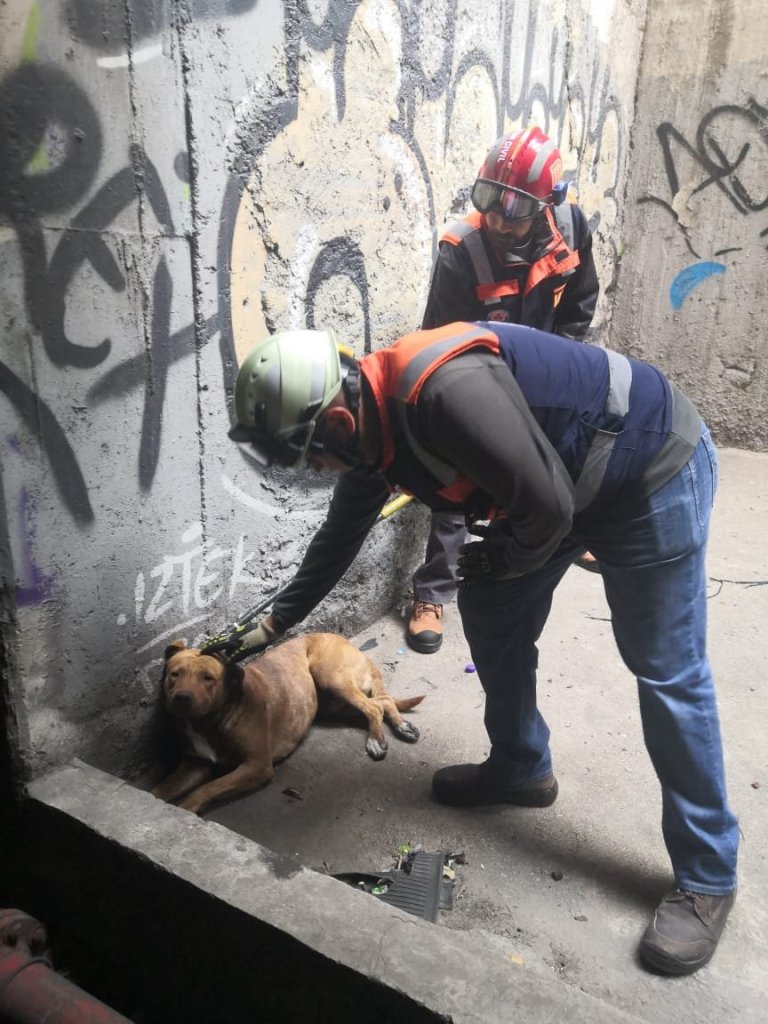 Rescate de perrito en las vías provocó retraso en la Línea 8 del Metro