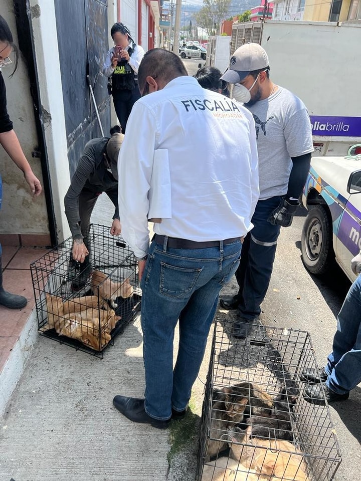 Rescatan a 51 perros y gatos maltratados de una casa en Morelia