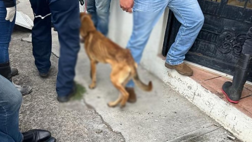 Rescatan a 51 perros y gatos maltratados de una casa en Morelia; 14 más  murieron