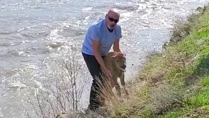 Sacrificaron un bisonte en Yellowstone