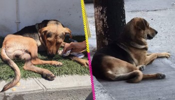 Stich: El perrito al que mataron en una panadería de Guerrero por robarse un pan