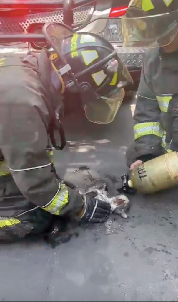 Bomberos rescataron gatito.