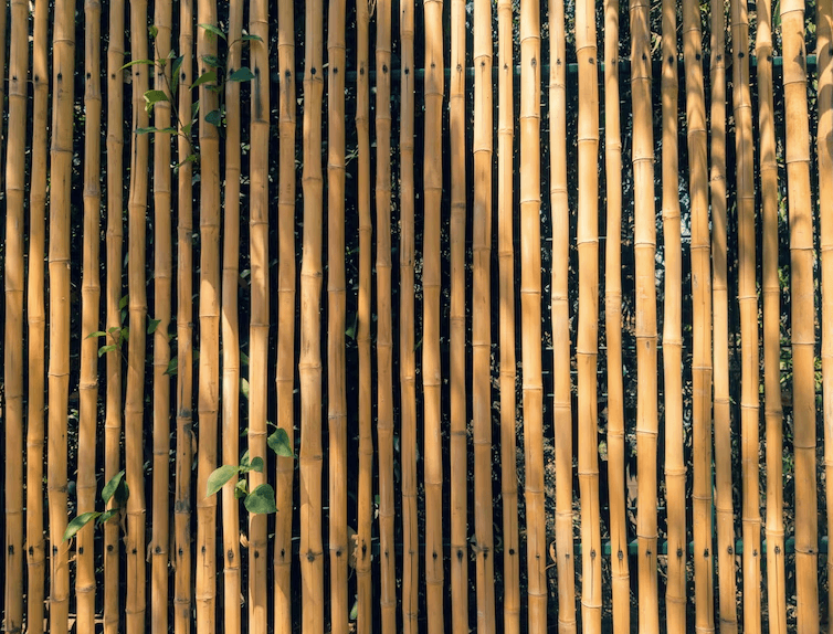 Así es el único bosque de Bambú en México,