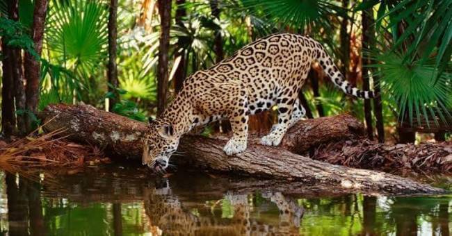 Quedarse en una cabaña en medio de la Selva Lacandona