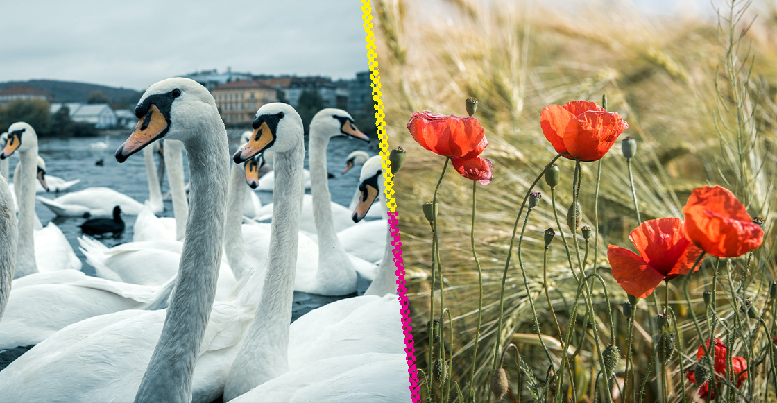 Cisnes adictos a las amapolas.