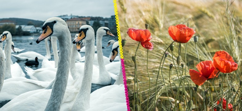 Cisnes adictos a las amapolas.