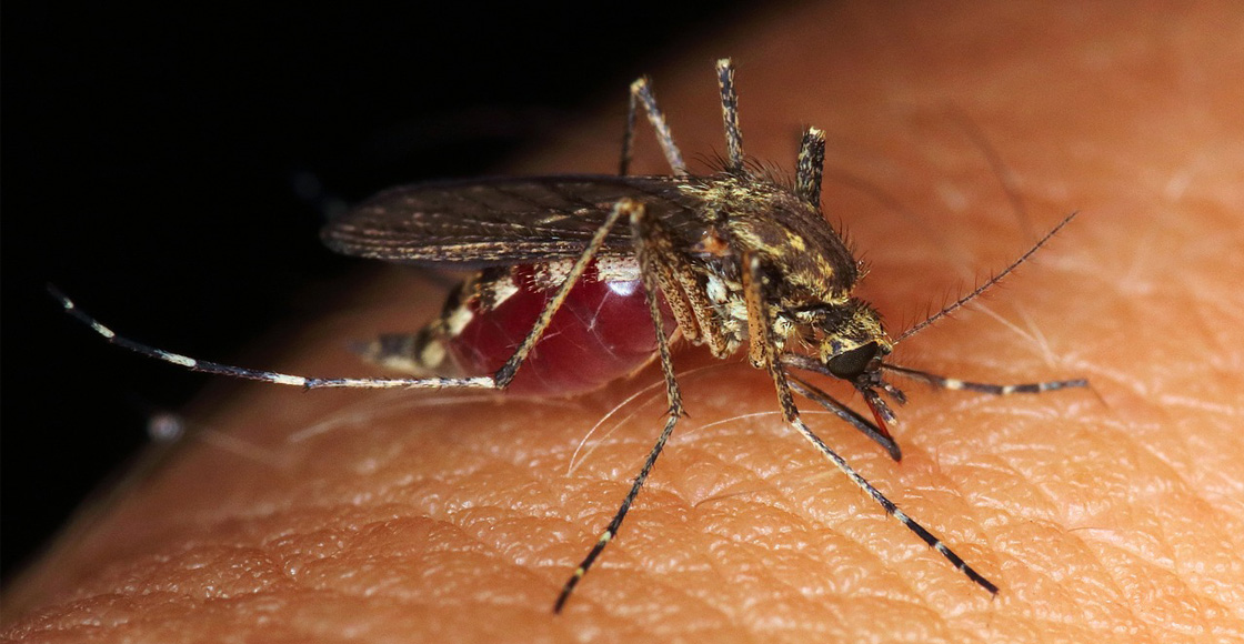 Alerta en Estados Unidos por casos de malaria: ¿cuáles son los síntomas y cómo prevenirla?