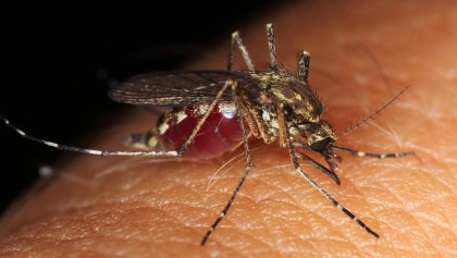 Científicos prueban que mosquitos usan detección infrarroja para picar a los humanos.