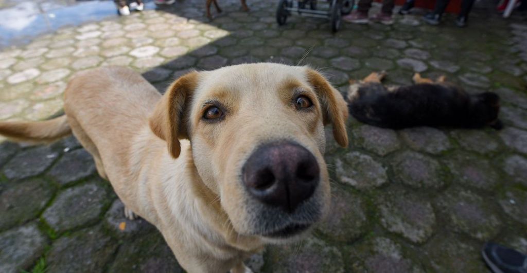 marcha-derechos-animales-contra-violencia-cdmx