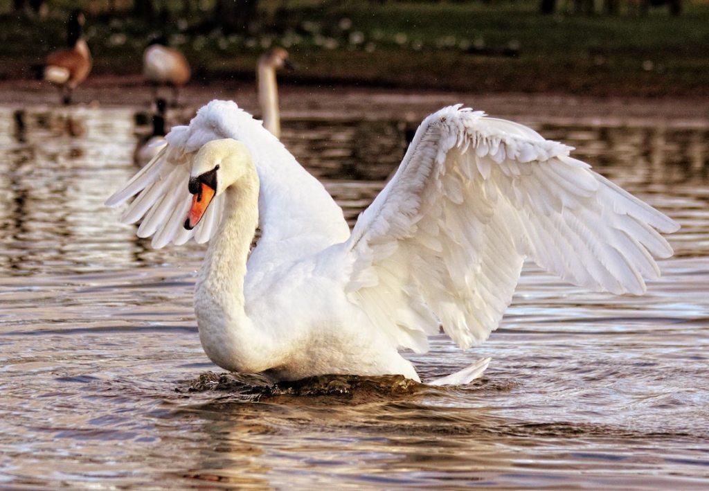 Se comieron a mamá cisne en Nueva York.