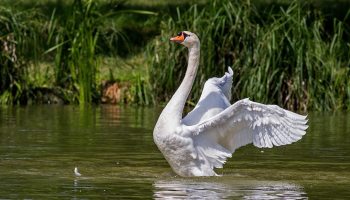 Se comieron a mamá cisne en Nueva York.