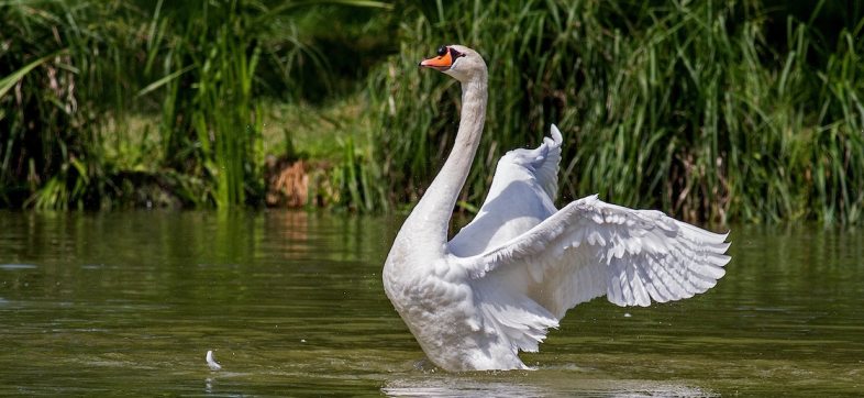 Se comieron a mamá cisne en Nueva York.