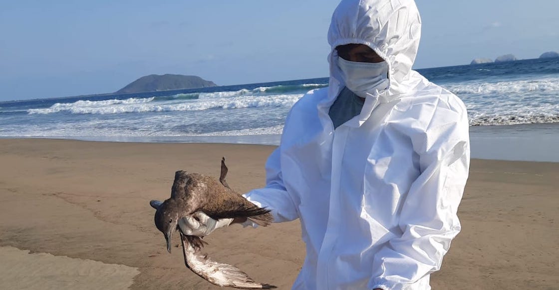 muerte-aves-pacifico-mexico