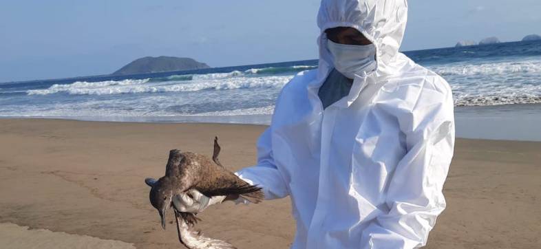 muerte-aves-pacifico-mexico