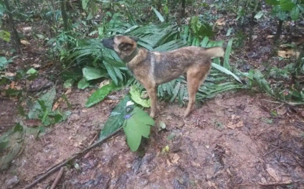 perro-ninos-colombia-selva