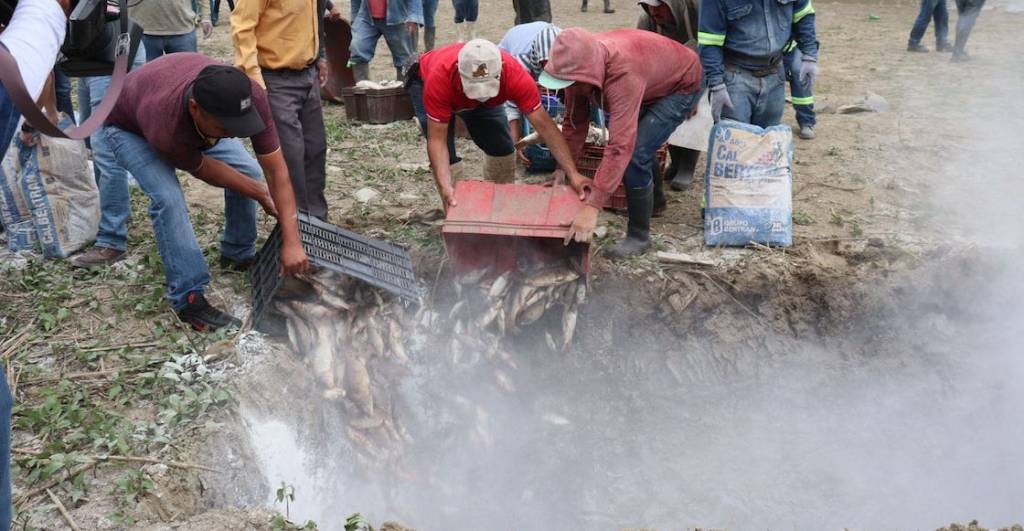 tragedia-ambiental-presa-requena-hidalgo-mueren-4-mil-toneladas-peces-agua-sequia-1