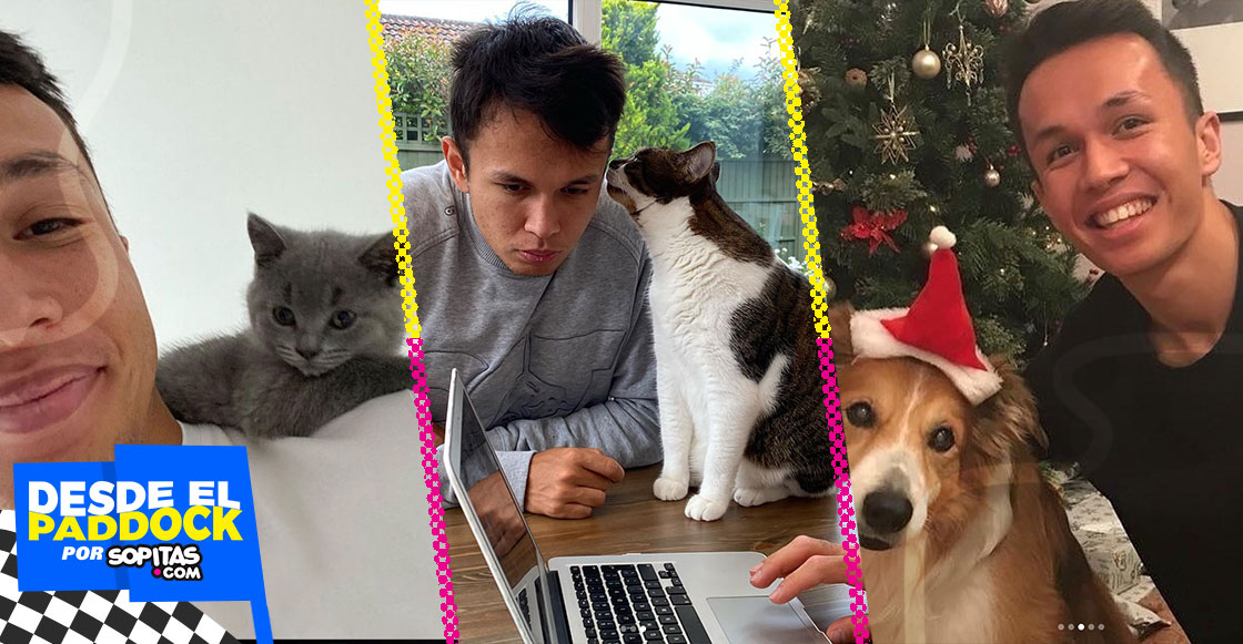 ¡Tiene 12 gatos! Alex Albon, el piloto que ha llenado su casa de mascotas