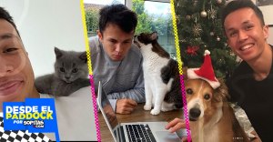 ¡Tiene 12 gatos! Alex Albon, el piloto que ha llenado su casa de mascotas