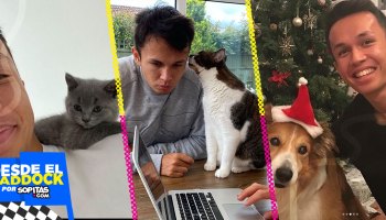 ¡Tiene 12 gatos! Alex Albon, el piloto que ha llenado su casa de mascotas