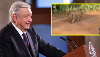 AMLO muestra video de una jaguar protegida en Tulum… pero es de Brasil