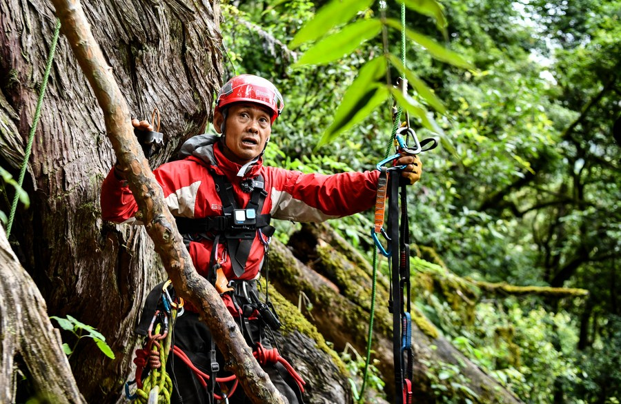 Mira las fotos: Encontraron el segundo árbol más alto del mundo en China