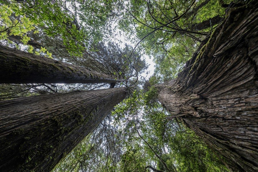 Mira las fotos: Encontraron el segundo árbol más alto del mundo en China