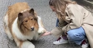 La historia del hombre que gastó más de 200 mil pesos para convertirse en un perro border collie