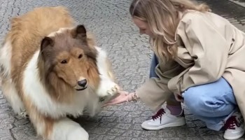 La historia del hombre que gastó más de 200 mil pesos para convertirse en un perro border collie