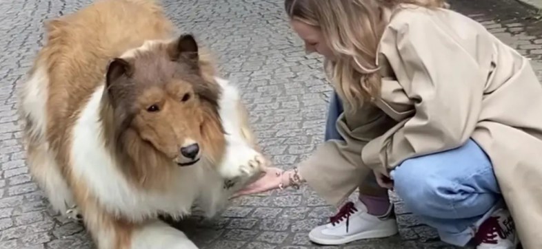 La historia del hombre que gastó más de 200 mil pesos para convertirse en un perro border collie