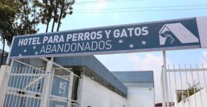 Se abrió un hotel para perros y gatos abandonados