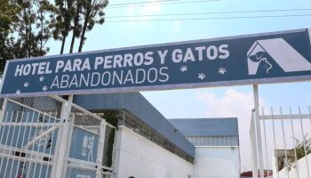 Se abrió un hotel para perros y gatos abandonados