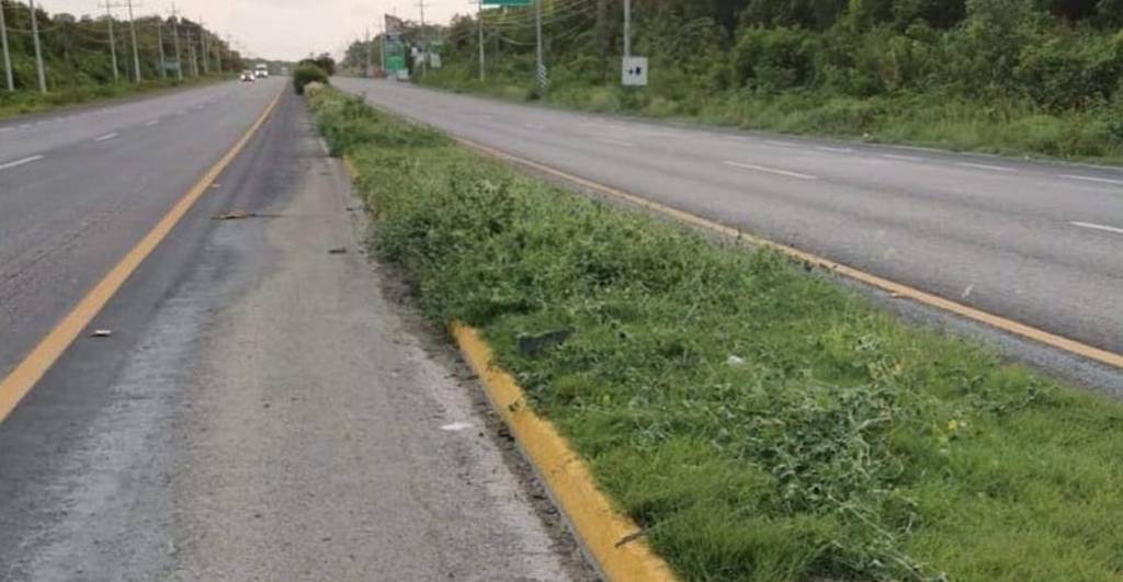 Mundo enfermo y triste: Atropellan a jaguar e intentan robar su cuerpo en la carretera Cancún-Chetumal