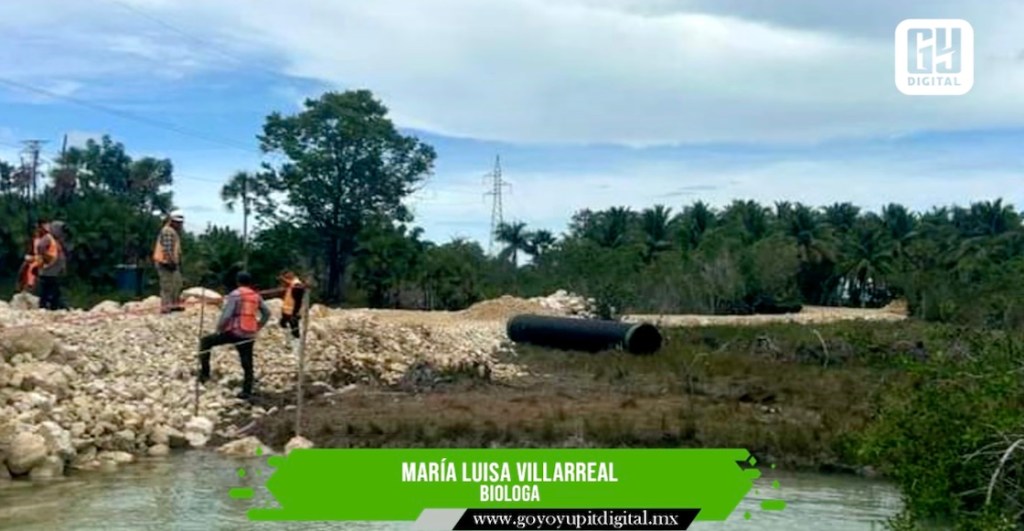 Estero de Chac: Sedena rellenó por "error humano" canal en obras del Tren Maya