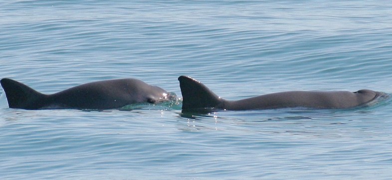 Ya reprobamos: ¿Por qué México tendrá un examen de la vaquita marina?