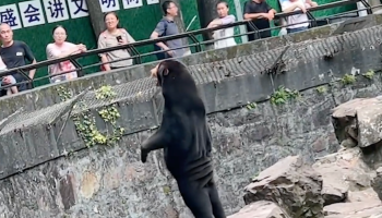 zoologico-china-oso-reales-personas-disfrazadas-video