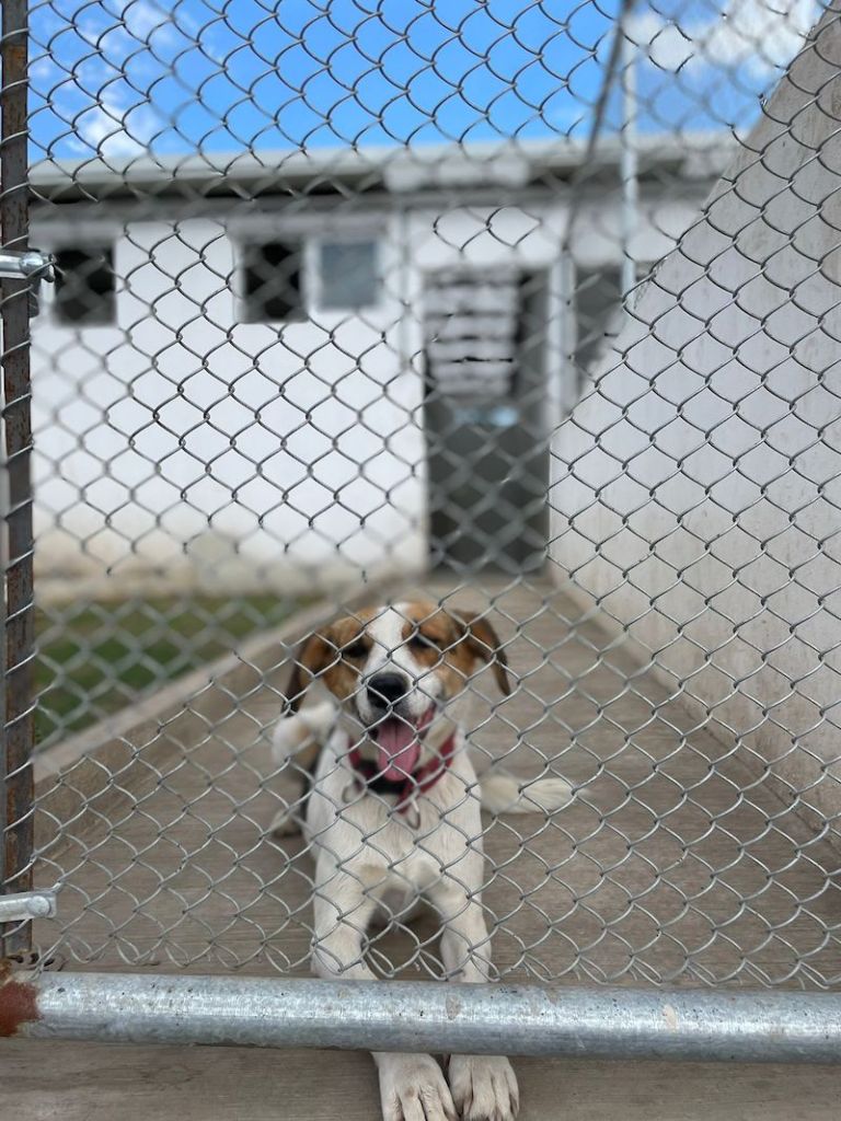 La ciudad de perritos y gatos dentro de CDMX: Uno de los refugios contra el maltrato animal