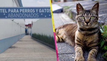 Hotel para perros y gatos abandonados de CDMX.