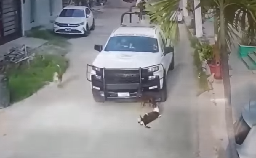 Video muestra a Guardia Nacional atropellando a dos perritos en Acapulco