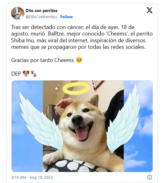 Murió Cheems y lo despiden con emotivos memes