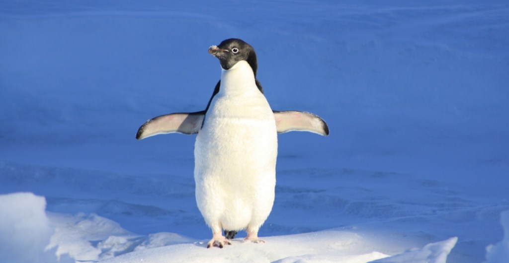 Tragedia climática: No sobrevivieron polluelos de las colonias de pingüinos