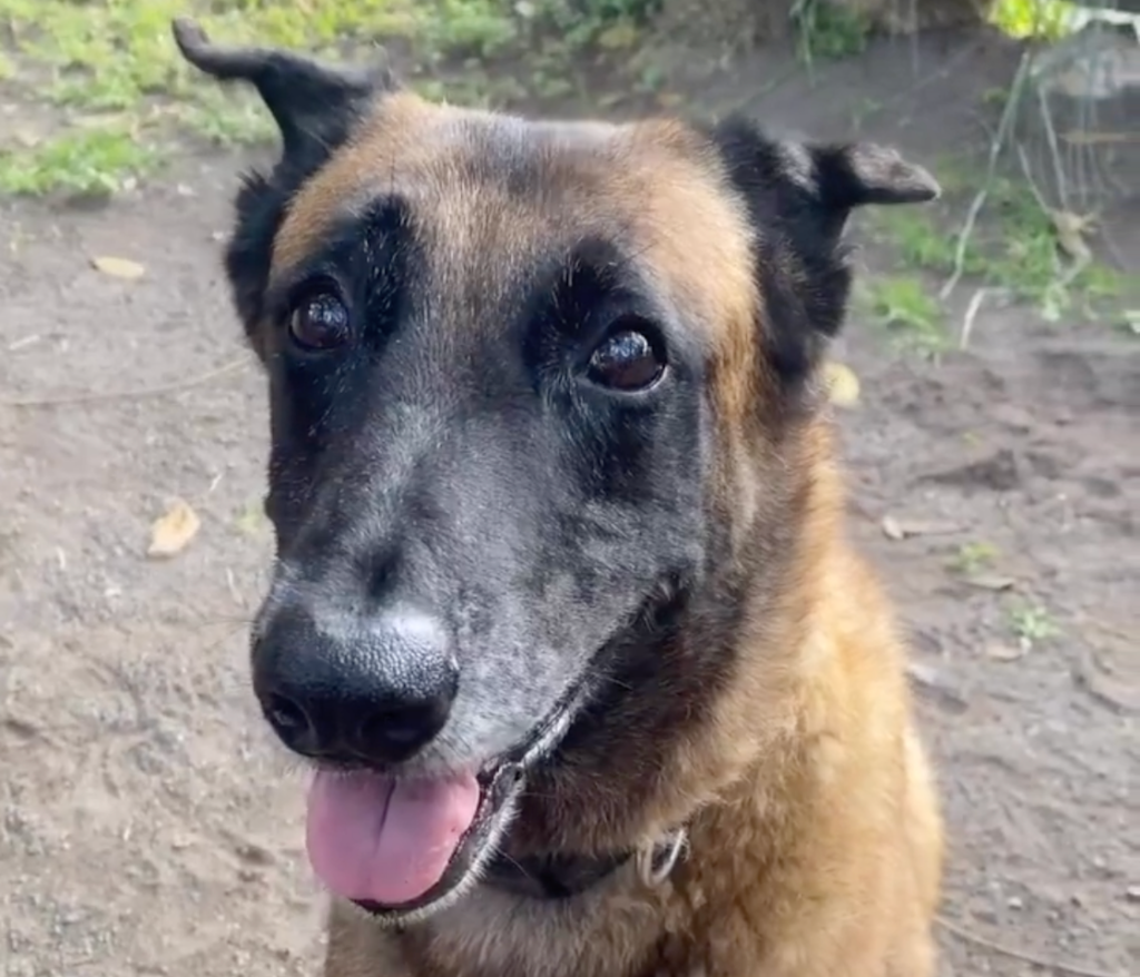 Rex es un perro rescatista que ayudó en el sismo de 2017.