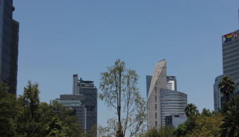 Segundo ahuehuete de Reforma también está muriendo.