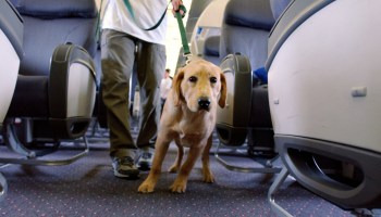 Aerolínea reembolsa 24 mil pesos a una pareja por culpa de un perrito y sus gases